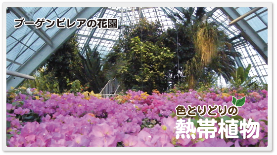 函館市熱帯植物園 トップページ