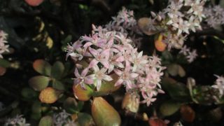 金のなる木が開花しています | 函館市熱帯植物園