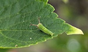 植物園生まれの“オオムラサキの幼虫” | 函館市熱帯植物園